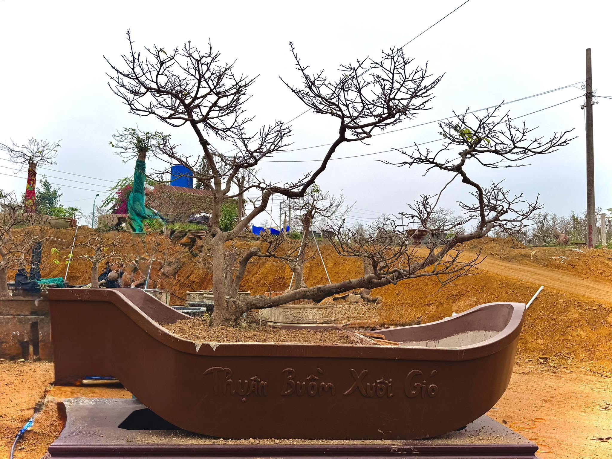 Mai dáng thế tại Vườn Mai Đại Phúc