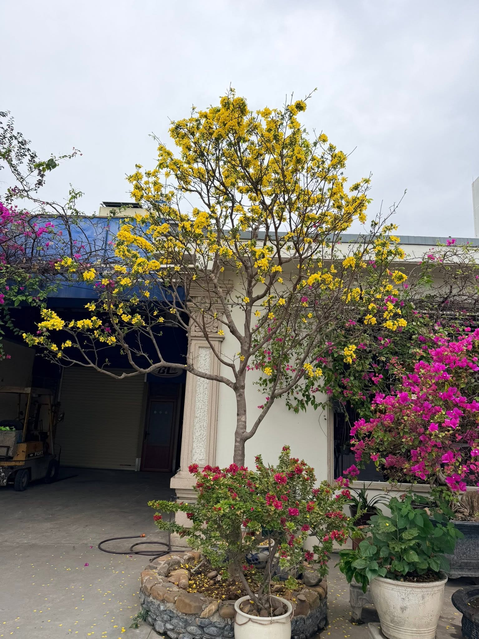 Cây mai vàng nở hoa tại nhà vườn